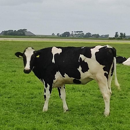 In Het Mooie Friesland Vele Bezienswaardigheden Hantum Ngoại thất bức ảnh