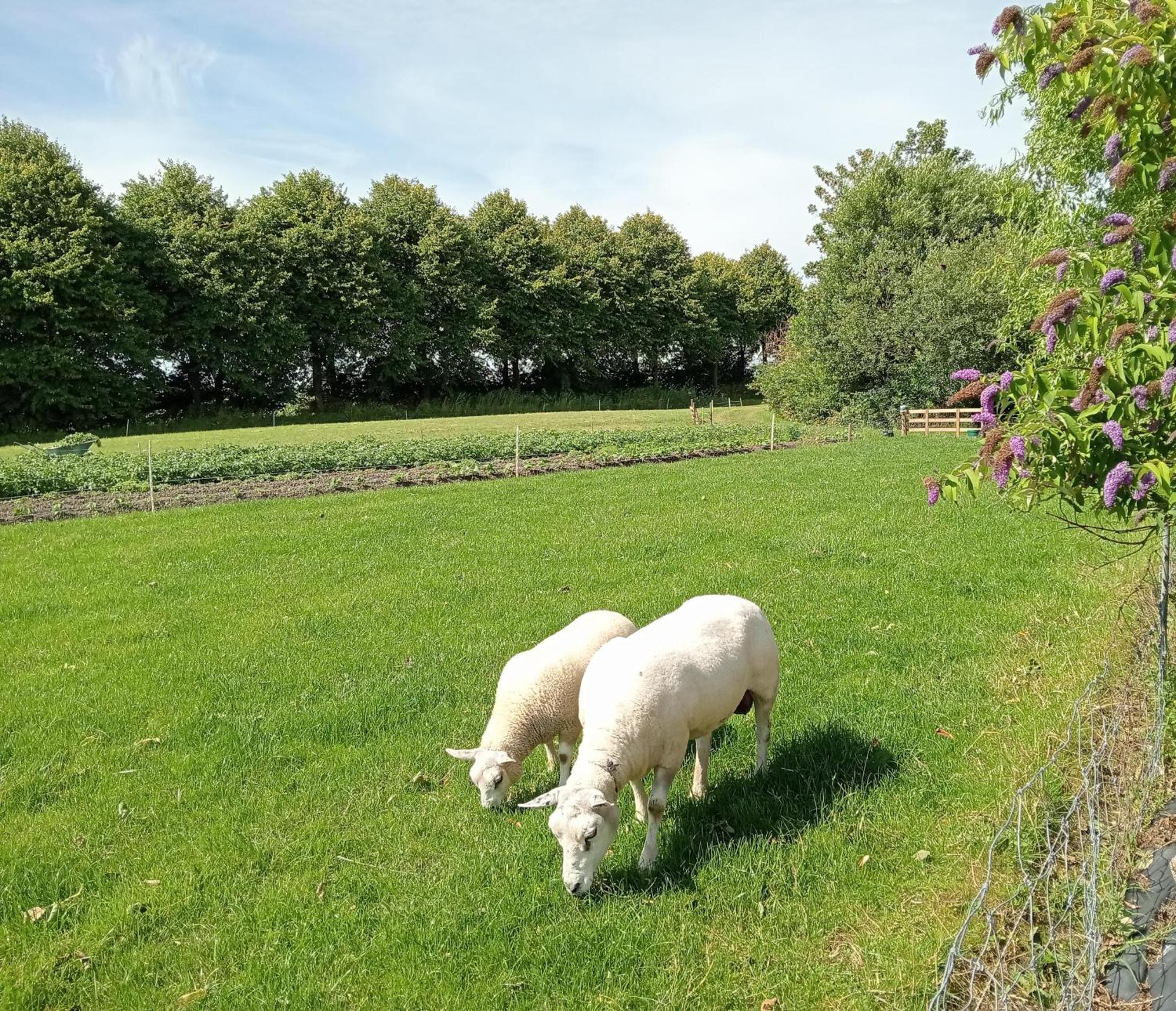In Het Mooie Friesland Vele Bezienswaardigheden Hantum Ngoại thất bức ảnh